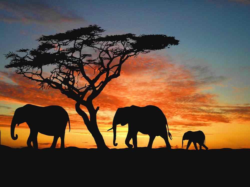 b_African_Elephant_Namibia_Wallpapers_Copy